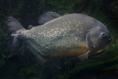 Tambaqui (Colossoma makropomum), ayrıca dev pasu olarak da bilinir..