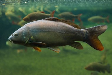 Ayna sazan (Cyprinus carpio carpio).