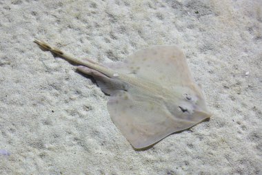 Undulate ray (Raja undulata). Akdeniz Balık.