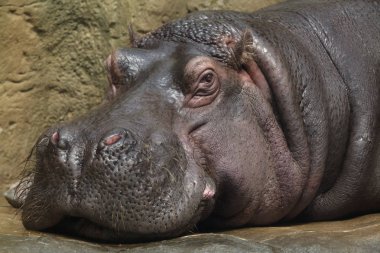 Hippopotamus (Hippopotamus amphibius). Wild life animal. clipart