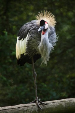 East African crowned crane also known as the crested crane. clipart