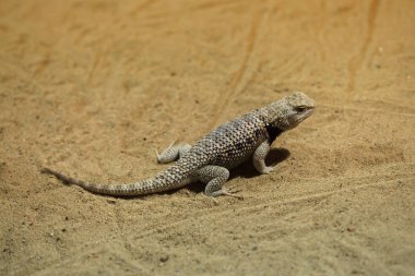 Desert spiny lizard. Wild life animal. clipart
