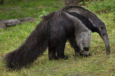 Dev karınca yiyen olarak da bilinen karınca ayı. 