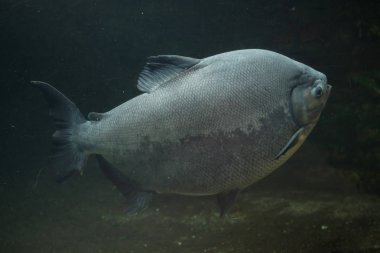 Tambaqui (Colossoma macropomum), also known as the giant pacu. clipart