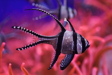 Banggai kardinal balığı (Pterapogon kauderni). Tropikal balık.