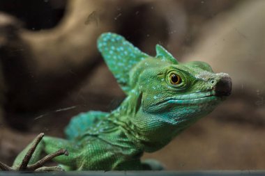 Tüylü basilisk (Basiliscus plumifrons), aynı zamanda yeşil basilisk bilinen.