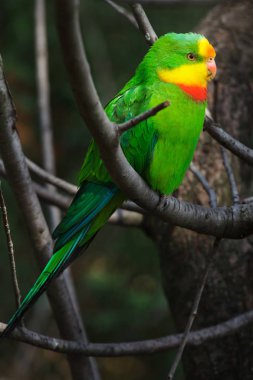 Çok iyi olarak da bilinen Barraband'ın papağan papağan. 