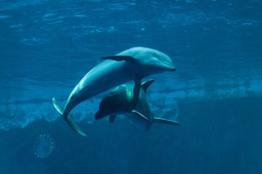Ortak şişe burunlu yunus (Tursiops truncatus). 