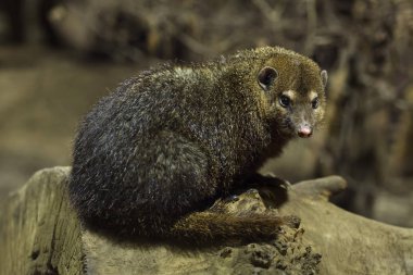 Ortak kusimanse olarak da bilinen uzun burunlu kusimanse.