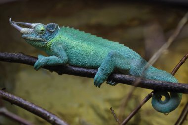 Jacksons chameleon also known as the Kikuyu three-horned chameleon.  clipart