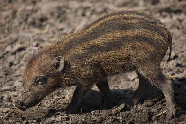 Visayan Warty Pig Wildlife Animal — Stock Photo, Image