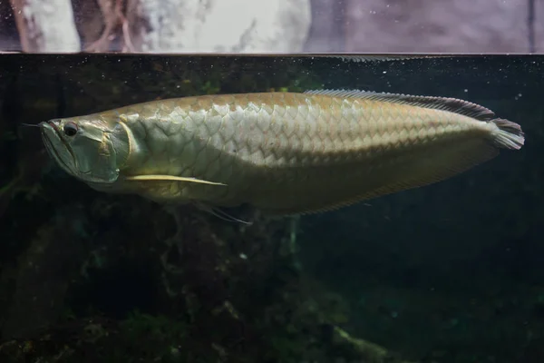 Arowana Argento Osteoglossum Bicirrhosum Pesci Acqua Dolce — Foto Stock