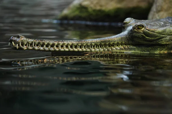 Gharial Gavialis Gangeticus Também Conhecido Como Gavial — Fotografia de Stock