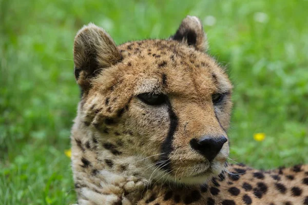 Cheetah Acinonyx Jubatus Vilda Djur — Stockfoto
