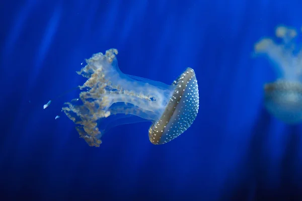 Medusas Con Manchas Blancas También Conocidas Como Medusas Con Manchas —  Fotos de Stock