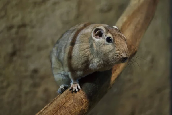 Gundi Commun Ctenodactylus Gundi Animaux Sauvages — Photo