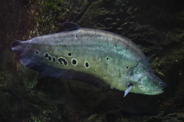 Clown Knifefish Also Known Spotted Knifefish — Stock Photo, Image