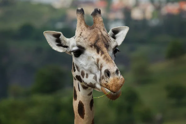 Rothschild Giraffe Giraffa Camelopardalis Rothschildi — Stockfoto