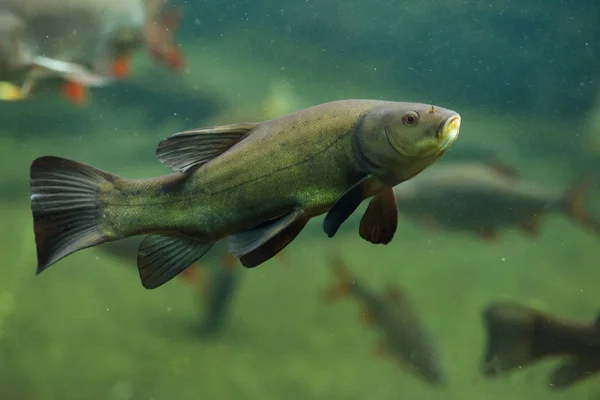 Schleie Tinca Tinca Auch Doktorfisch Genannt — Stockfoto