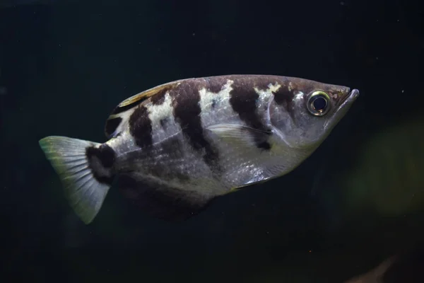 条带状的水鱼 Toxotes Jaculatrix 也称为微调框鱼 — 图库照片