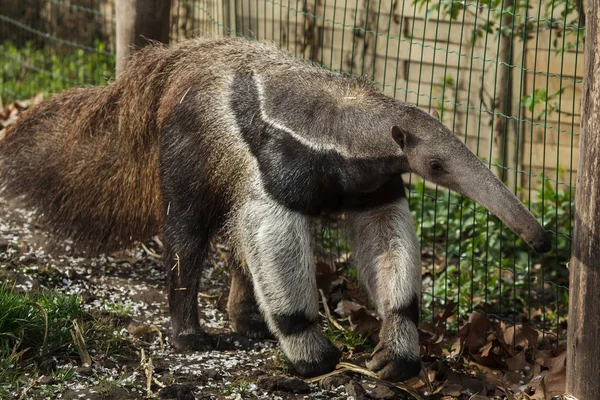 Oso Hormiguero Gigante También Conocido Como Oso Hormiga — Foto de Stock