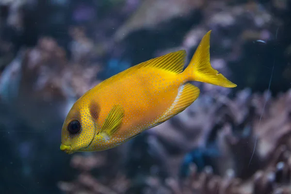 Pie Espinoso Manchas Azules También Conocido Como Pez Conejo Coral —  Fotos de Stock