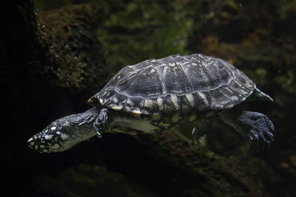 Schwarze Teichschildkröte Auch Als Indische Fleckschildkröte Bekannt — Stockfoto