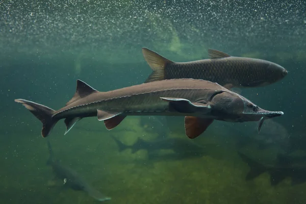 Sibirischer Stör Acipenser Baerii Süßwasserfische — Stockfoto