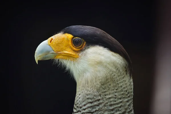 Kuzey Tepeli Caracara Yaban Hayatı Kuş — Stok fotoğraf