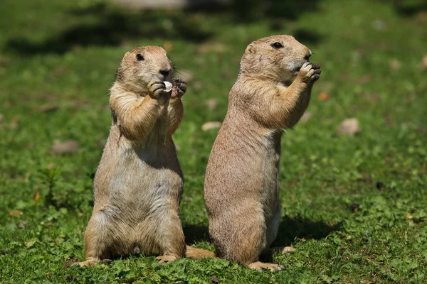 Black Tailed Prairie Dog Cynomys Ludovicianus — Stock Photo, Image