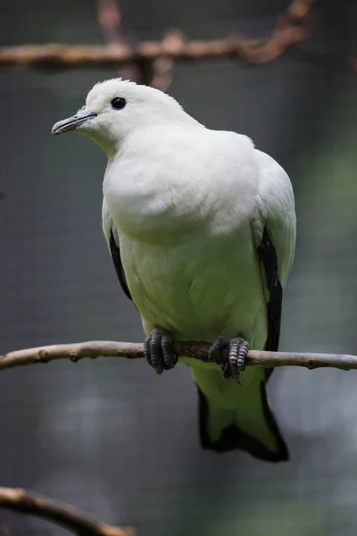 Pied Imperial Pigeon Wildlife Bird — Stock Photo, Image