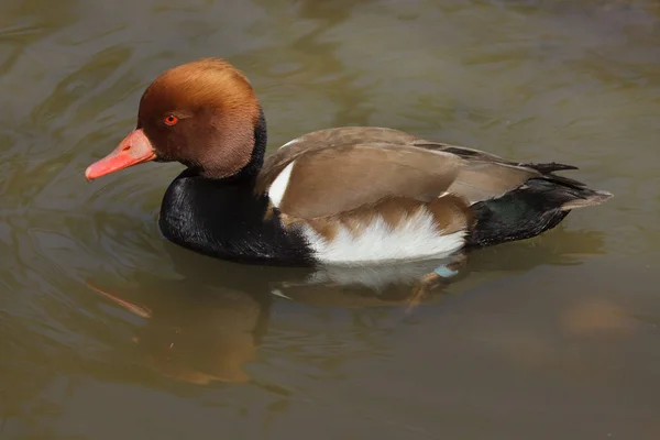 Red Crested Pochard Wild Life Duck — Stock Photo, Image