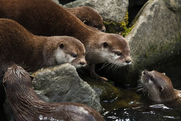 Oosterse Kleine Klauwde Otters Ook Bekend Als Aziatische Kleine Klauwde — Stockfoto