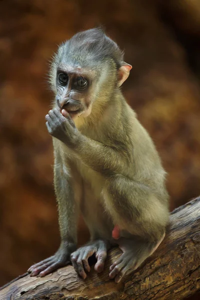 Τρυπάνι Μαϊμουδάκι Mandrillus Leucophaeus — Φωτογραφία Αρχείου