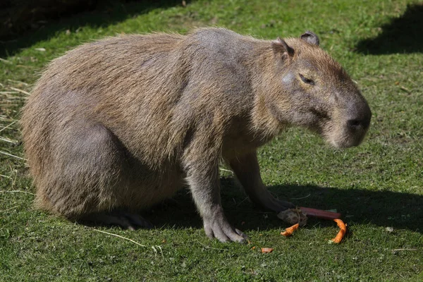 Capybara Hidrochoerus Hydrochaeris Kehidupan Liar Hewan — Stok Foto
