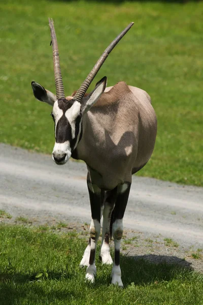 Gemsbok También Conocido Como Oryx Del Sur — Foto de Stock