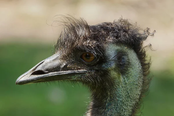 Emu Dromaius Novaehollandiae Aves Silvestres — Foto de Stock