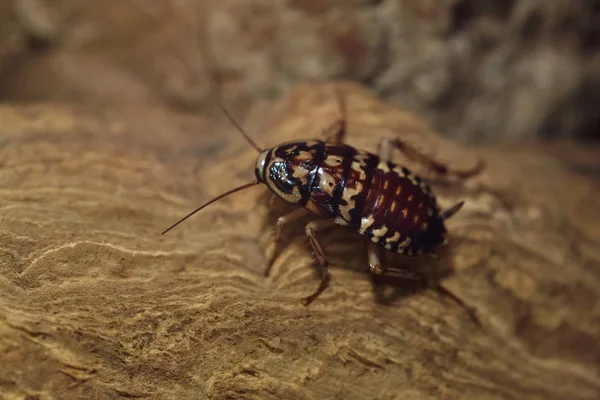 Harlequin Cockroach Neostylopyga Rhombifolia Tropical Insect — Stock Photo, Image
