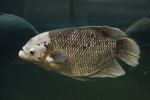 Giant Gourami Osphronemus Goramy Freshwater Fish — Stock Photo, Image