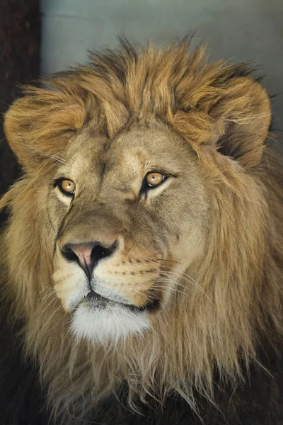 Leone Panthera Leo Animali Selvatici — Foto Stock