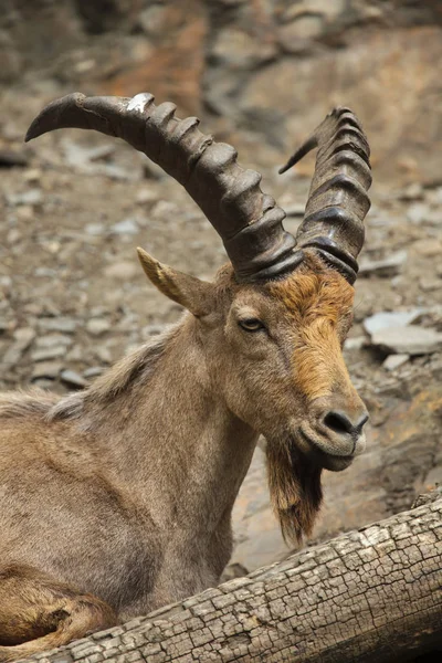 West Caucasian Tur Also Known West Caucasian Ibex — Stock Photo, Image