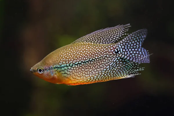 Pérola Gourami Também Conhecido Como Gourami Mosaico — Fotografia de Stock