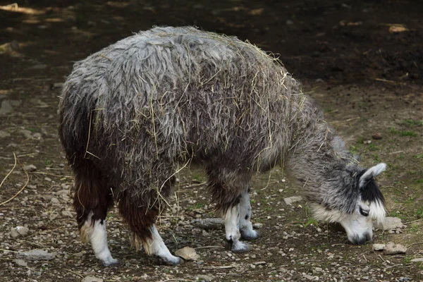 Alpaca Vicugna Pacos Domesticated Animal — Stock Photo, Image