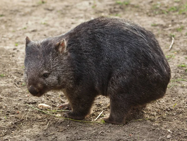 Gemeenschappelijke Wombat Wild Leven Dier — Stockfoto