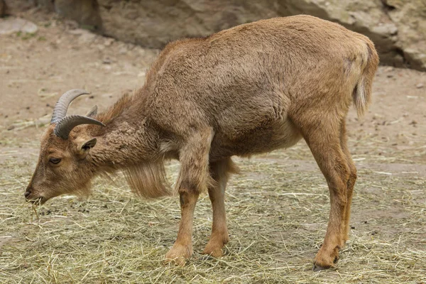 Barbary Schapen Wild Leven Dier — Stockfoto