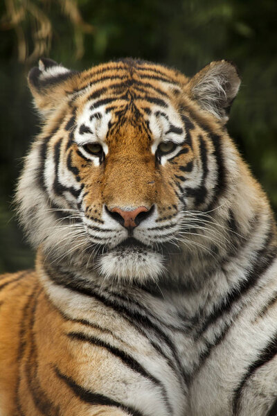 Siberian tiger also known as the Amur tiger.