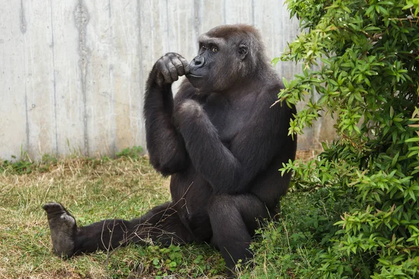 Westlicher Flachlandgorilla Gorilla Gorilla Gorilla Gorilla — Stockfoto