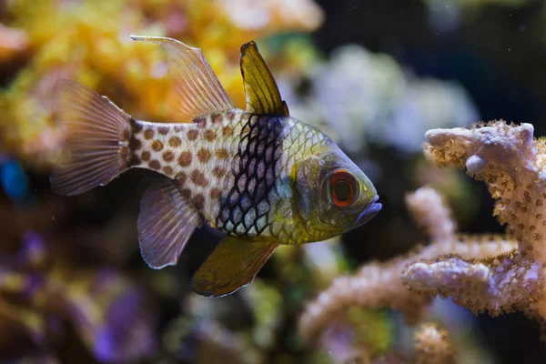 Піжами Cardinalfish Також Плямистий Cardinalfish — стокове фото