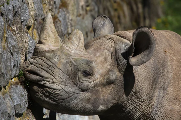 Black Rhinoceros Wild Life Animal — Stock Photo, Image