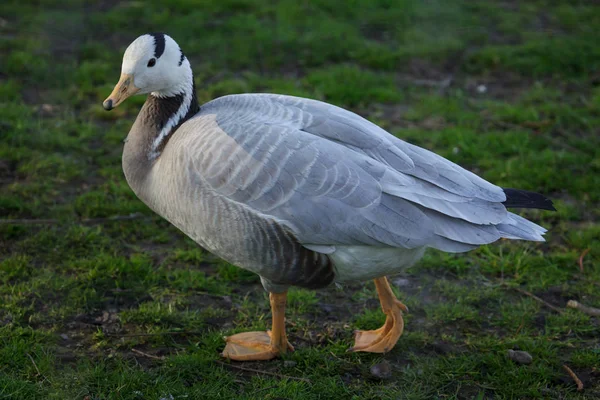 Une Oie Tête Barrée Oiseau Sauvage — Photo